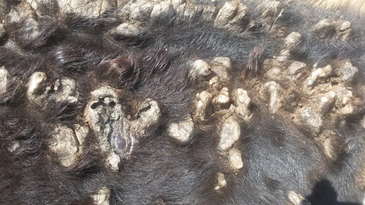 dr_ndahayo's tweet photo. Clumps of hair and epidermal crusts are common on removal and all of them appear ash-like. In some cases, it is painful, difficult to remove the scabs which sometimes leaves a slightly haemorrhagic surface underlying the skin. https://t.co/vZE5HPnlYo