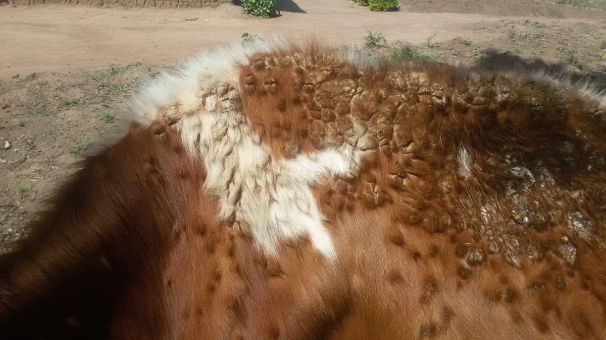 dr_ndahayo's tweet photo. Preliminary observations on farms affected  over time suggested that the disease is contagious and more than one animal is usually affected.  Clinical lesions relapse after treatment especially in immunocomprised cattle like pregnant, older and malnourished  cattle. https://t.co/tWgBkrpzr6