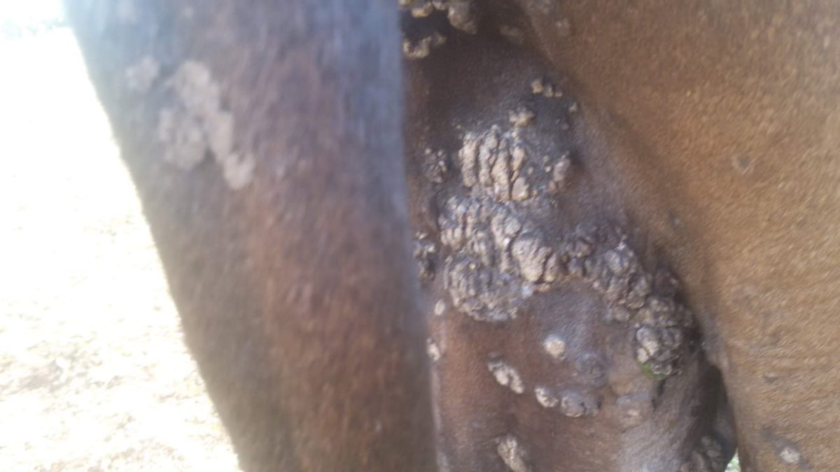 dr_ndahayo's tweet photo. Preliminary observations on farms affected  over time suggested that the disease is contagious and more than one animal is usually affected.  Clinical lesions relapse after treatment especially in immunocomprised cattle like pregnant, older and malnourished  cattle. https://t.co/tWgBkrpzr6