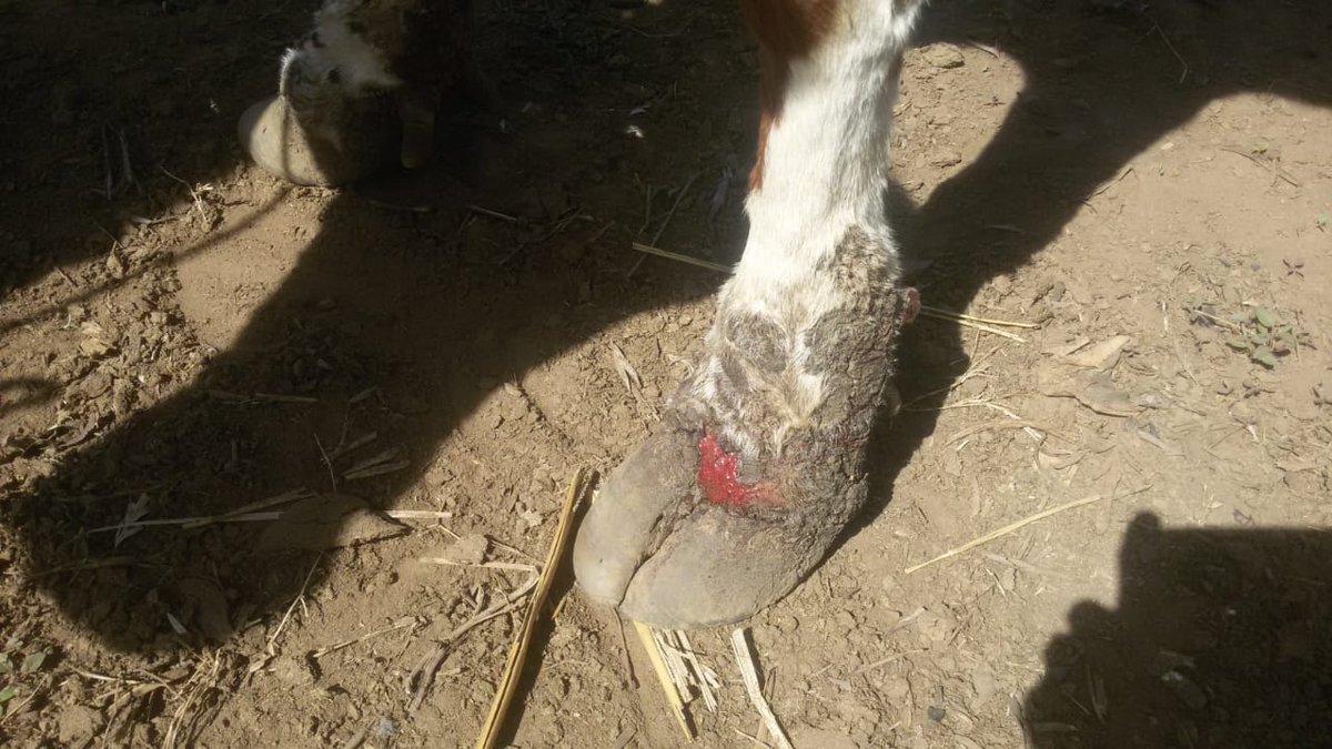 dr_ndahayo's tweet photo. Preliminary observations on farms affected  over time suggested that the disease is contagious and more than one animal is usually affected.  Clinical lesions relapse after treatment especially in immunocomprised cattle like pregnant, older and malnourished  cattle. https://t.co/tWgBkrpzr6