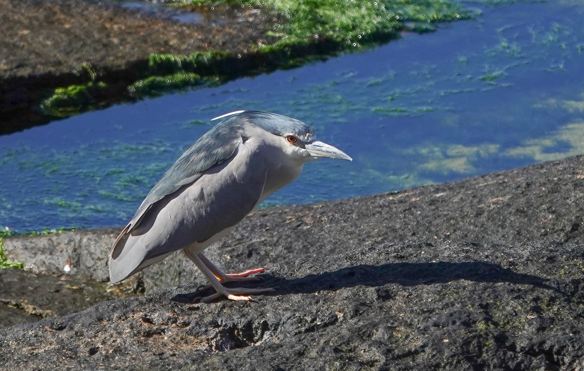 St Kilda World Heritage Site NTS (@stkildants) on Twitter photo At least 3 Black-crowned Night Herons still on #StKilda. One adult was seen swimming in the sea- not normal heron behaviour. <a href="/HebridesBirds/">Outer Hebrides Birds</a> <a href="/BirdGuides/">BirdGuides</a> At least 3 Black-crowned Night Herons still on #StKilda. One adult was seen swimming in the sea- not normal heron behaviour. <a href="/HebridesBirds/">Outer Hebrides Birds</a> <a href="/BirdGuides/">BirdGuides</a>