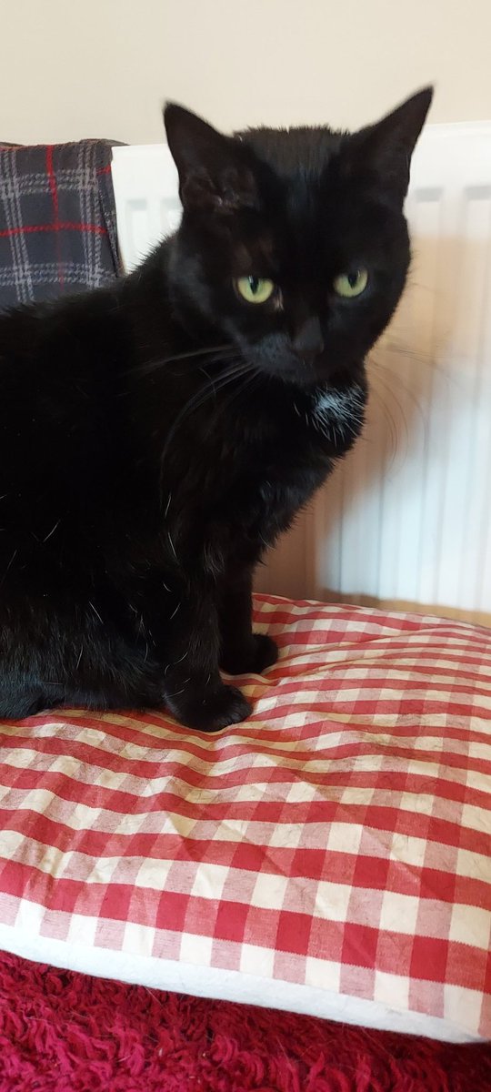 MoogleMoment's tweet photo. Poe refuses to pose for the camera.

Mog, however. https://t.co/F9Vv8mh4UE