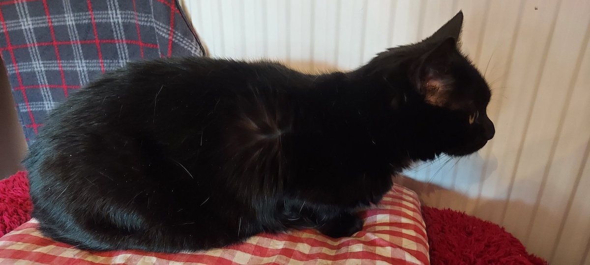 MoogleMoment's tweet photo. Poe refuses to pose for the camera.

Mog, however. https://t.co/F9Vv8mh4UE