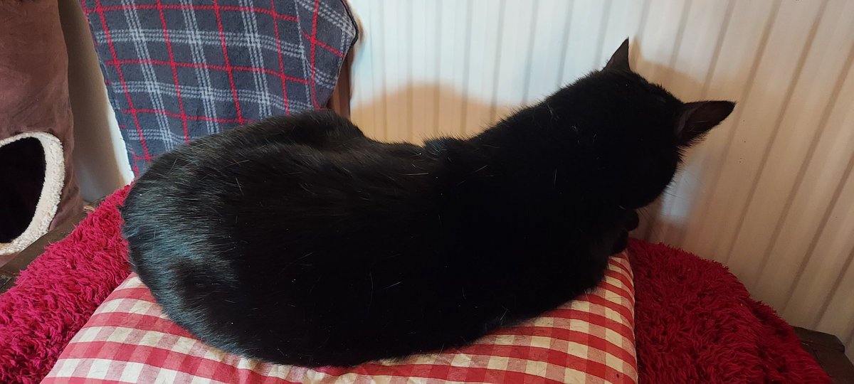 MoogleMoment's tweet photo. Poe refuses to pose for the camera.

Mog, however. https://t.co/F9Vv8mh4UE