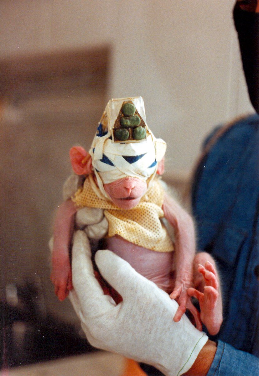 On Apr 20, 1985 Britches &amp; 466 other animals were liberated by the ALF. 

They did $700,000 worth of damage and rescued 467 mice, cats, opossums, pigeons, rabbits, rats &amp; Britches. 

A vet cared for Britches, removed the stitches &amp; head device before he was moved to a sanctuary.