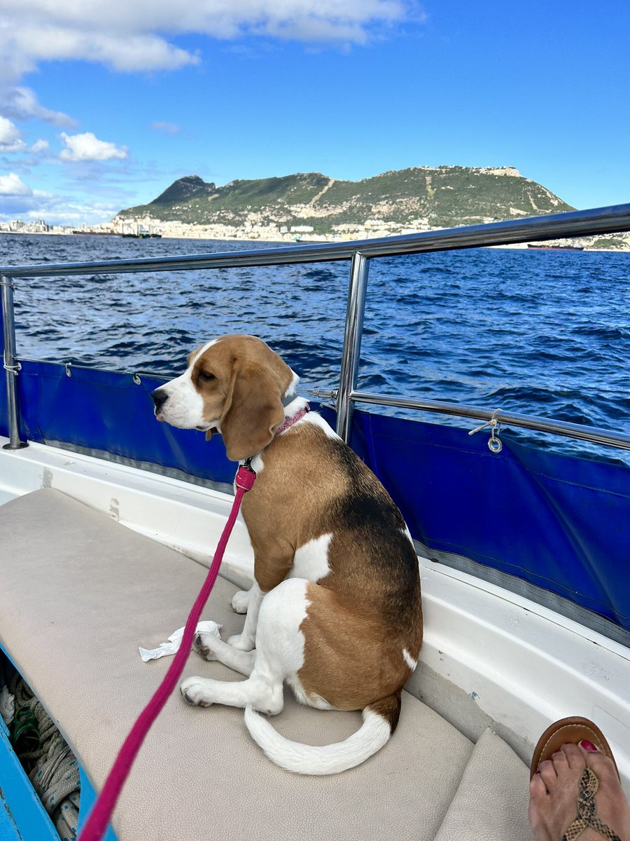 Marine beagle #VisitGibraltar