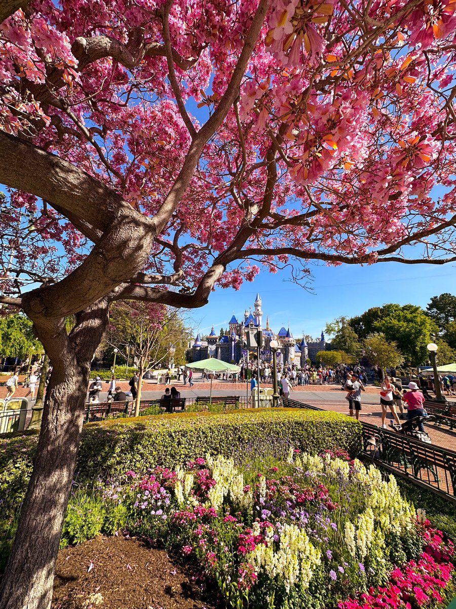 Disneyland In Spring MiceChat on Twitter: