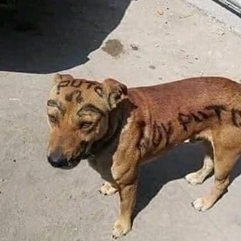 ayer hicimos una pijamada y el pelotudo de mi perro se durmió primero ajajajjajaj