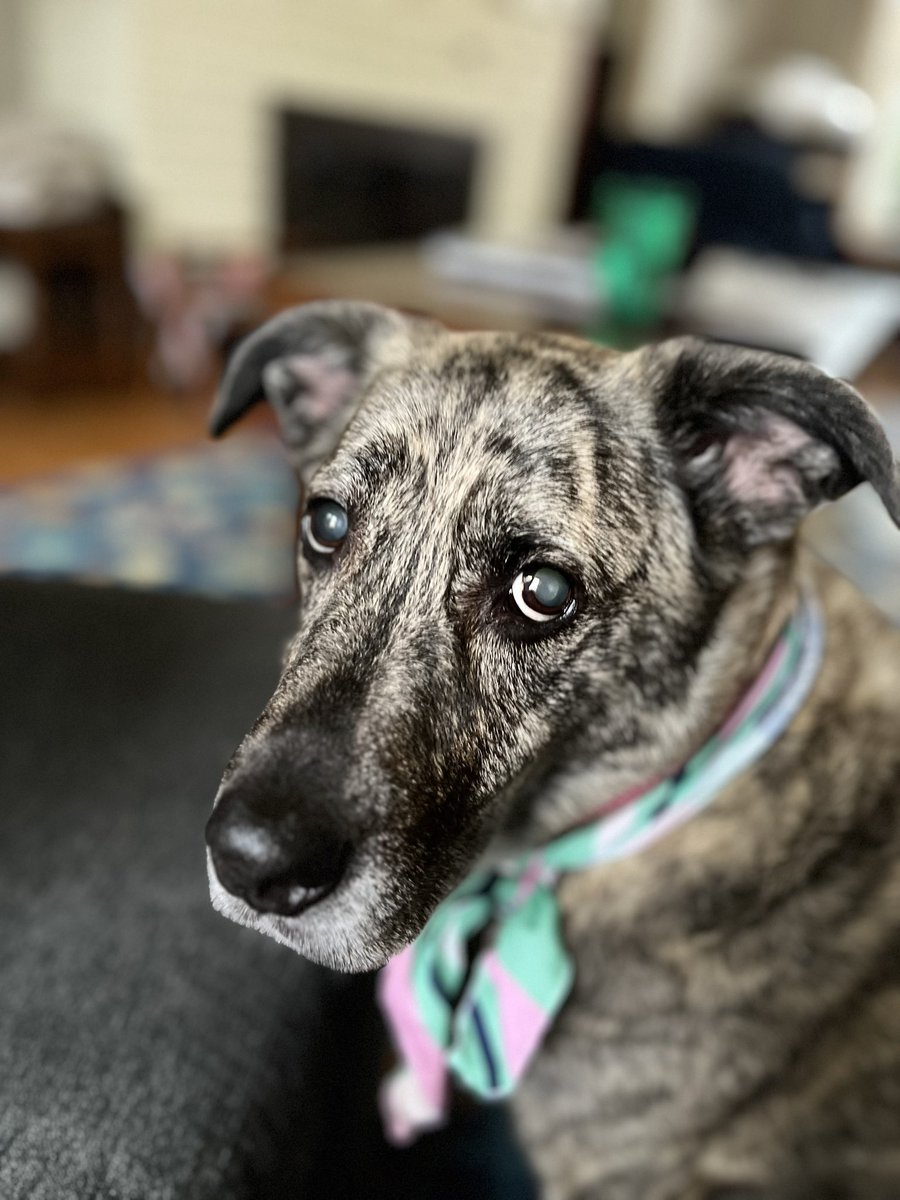 gene_sleuth's tweet photo. Our 11 yo dog Betty is leaking urine on a daily basis. Read about Rx DES and would like to avoid it. Interested in a natural remedy that will help her control her bladder. I see several online. Any recommendations? Thanks! #veterinarymedicine #DogsofTwittter https://t.co/jeV4dwHFod