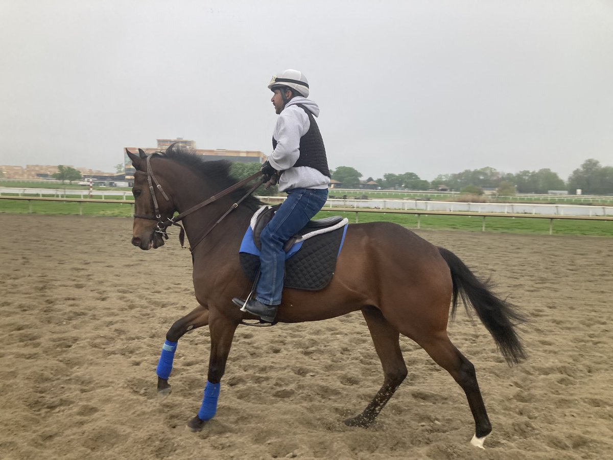 livipitch22's tweet photo. The @ThePewterStable boys Must Be Love & Zyramid were feeling quite well this morning @parxracing. @PTHA17 #speed #paynter #cityzip #turfmonster #lookingforarace https://t.co/QQtZwAGtMZ