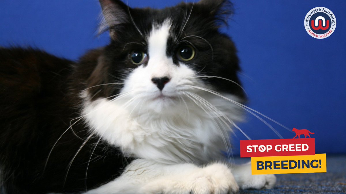 Naturewatch_org's tweet photo. We recently met Wilson at @Woodside_AC and learnt about how he was dumped by breeders when they realised he suffered from wobbly cat syndrome and they couldn't profit from him.
Let's stop #GreedBreeding. Sign our action today: https://t.co/Se8Ylquqtl
#NationalPetMonth https://t.co/j2ZqLa31E8