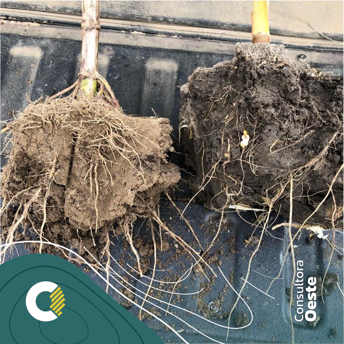 ConsultoraOeste's tweet photo. COMO MAXIMIZAR RINDE !! 👇👇

🌽 La CEa nos ayuda a identificar ambientes DENTRO DE UN MISMO LOTE con diferentes características.  De ahí hay que caracterizar las limitantes e invertir los recursos necesarios en función del potencial 
#TopSoilMapper #Campo https://t.co/sR3sHAn129