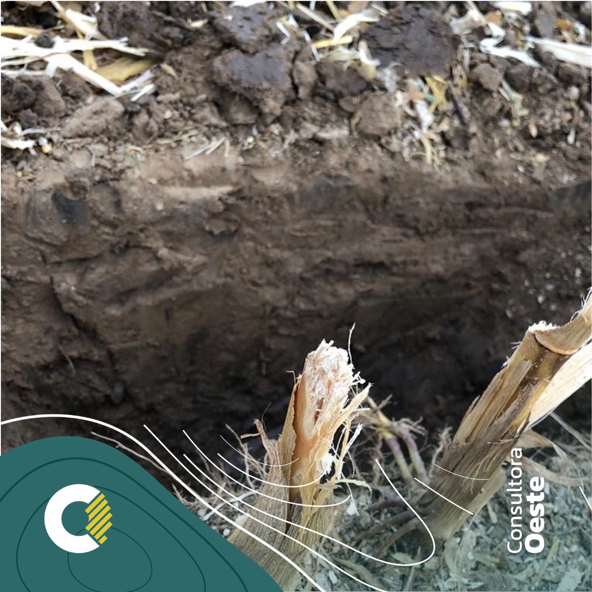 ConsultoraOeste's tweet photo. COMO MAXIMIZAR RINDE !! 👇👇

🌽 La CEa nos ayuda a identificar ambientes DENTRO DE UN MISMO LOTE con diferentes características.  De ahí hay que caracterizar las limitantes e invertir los recursos necesarios en función del potencial 
#TopSoilMapper #Campo https://t.co/sR3sHAn129