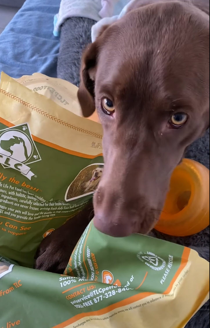 If you need a spokesdog ...