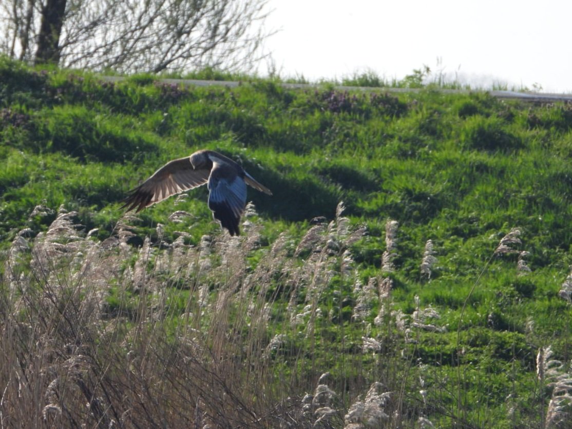 MaaikeWermer's tweet photo. Daar scheert een volwassen man bruine kiek voorbij🦅 #groenejonker #bruinekiekendief https://t.co/0wUq2PXOLa