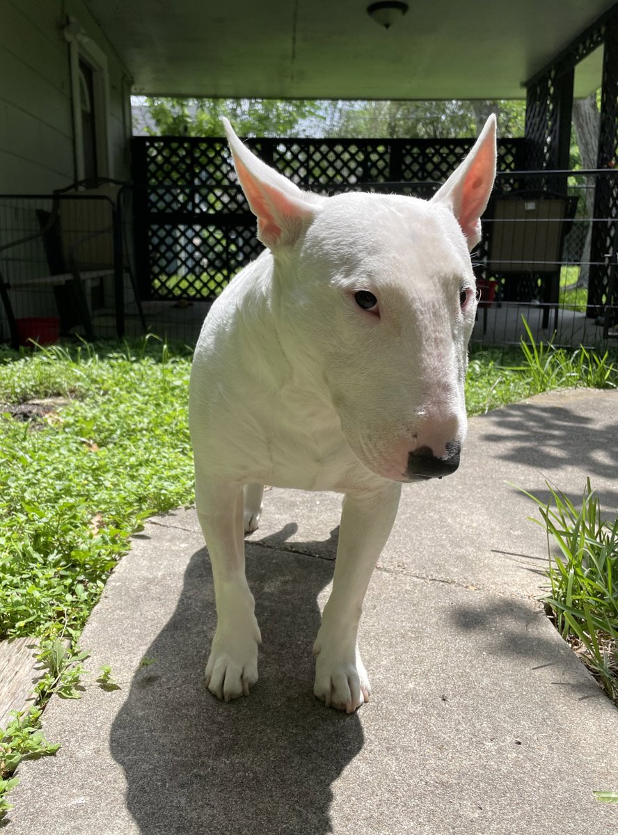 🐶 NELSON tweet media