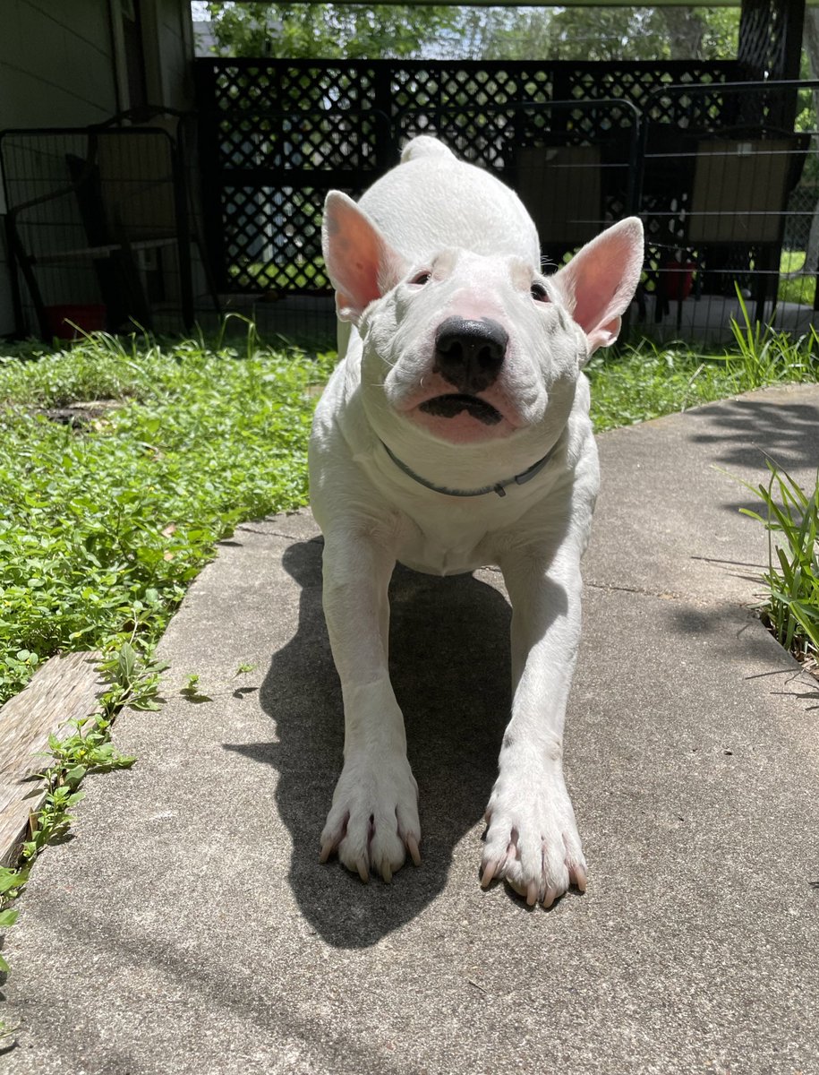 🐶 NELSON tweet media