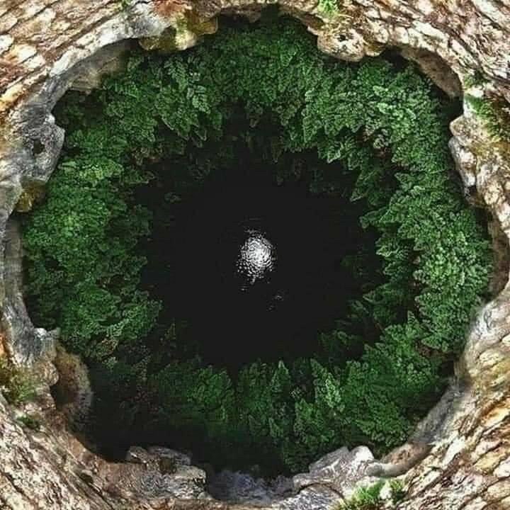 wildflowerdaysi's tweet image. earth is watching us