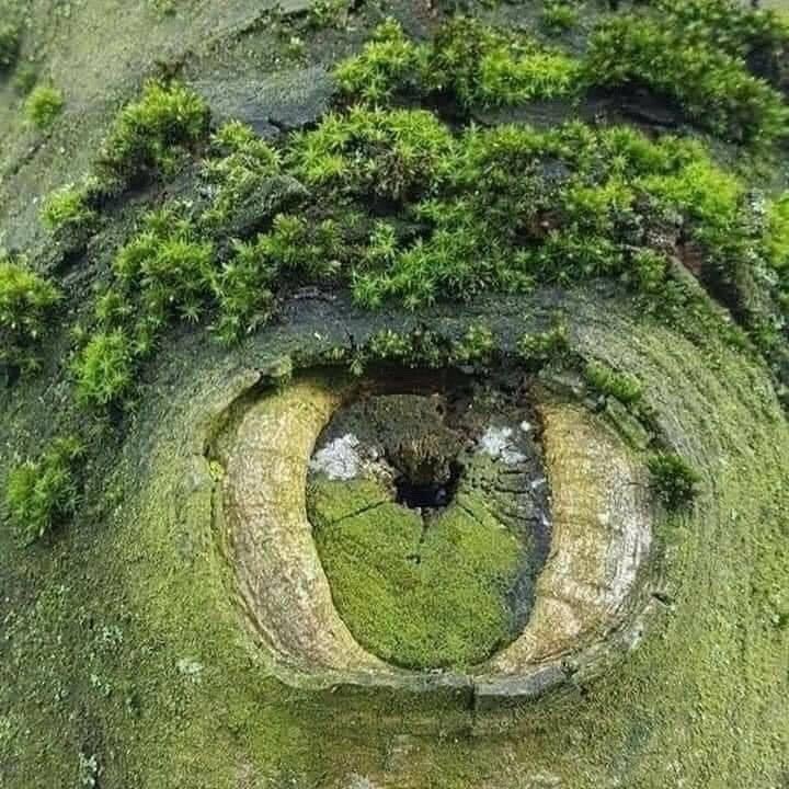 wildflowerdaysi's tweet image. earth is watching us