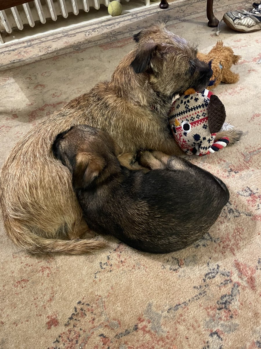 TarkapupBT's tweet photo. @OttaBoss @EddieCtheBT @BreeCtheBt @HaggisBT @AndyWallaceTLaw Red collar Tarka plus next generation Midge https://t.co/hhoftC6XoK