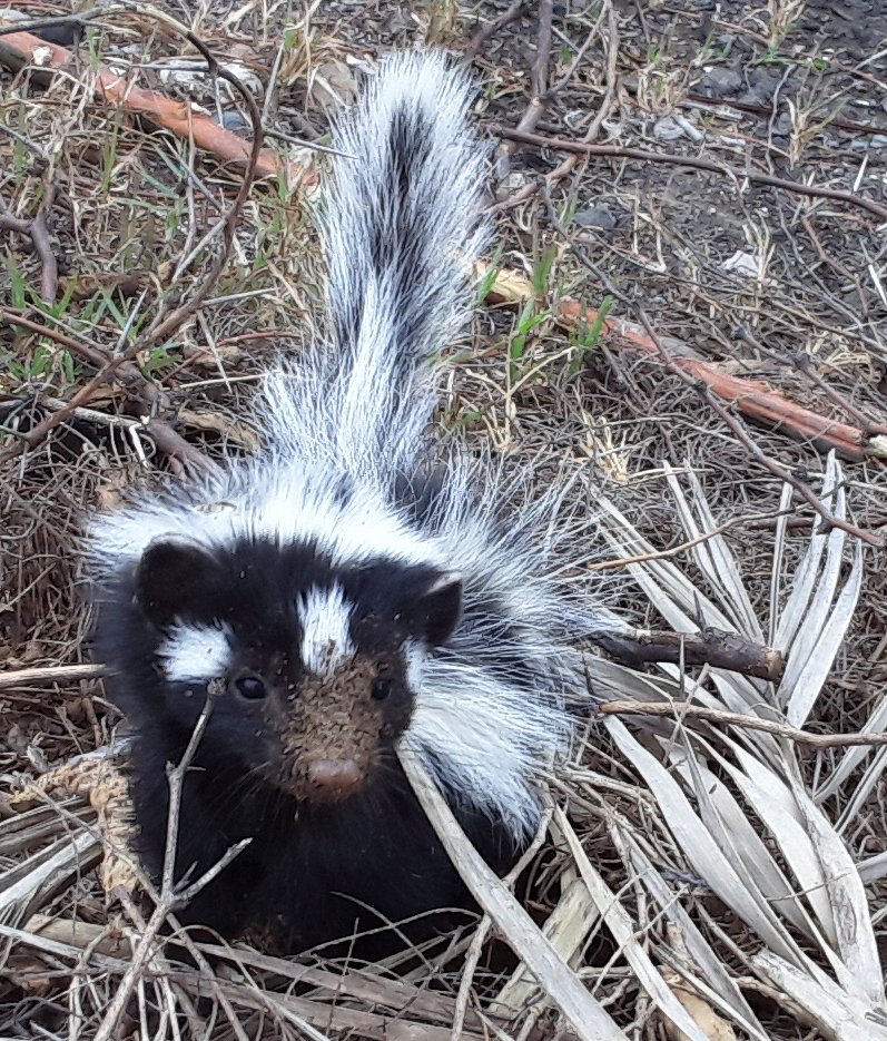 Unexpected visitor in the #Camdeboo #SouthAfrica Beautiful #nature #NaturePhotography #EarthDay2023