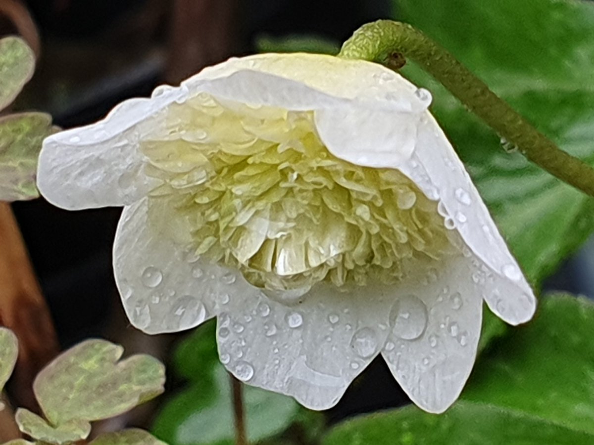 HGL_MirjamAalfs's tweet photo. Slechts één anemoontje heb ik. En ze staat.. in de regen..
#bostuin https://t.co/uodcKyeqGb