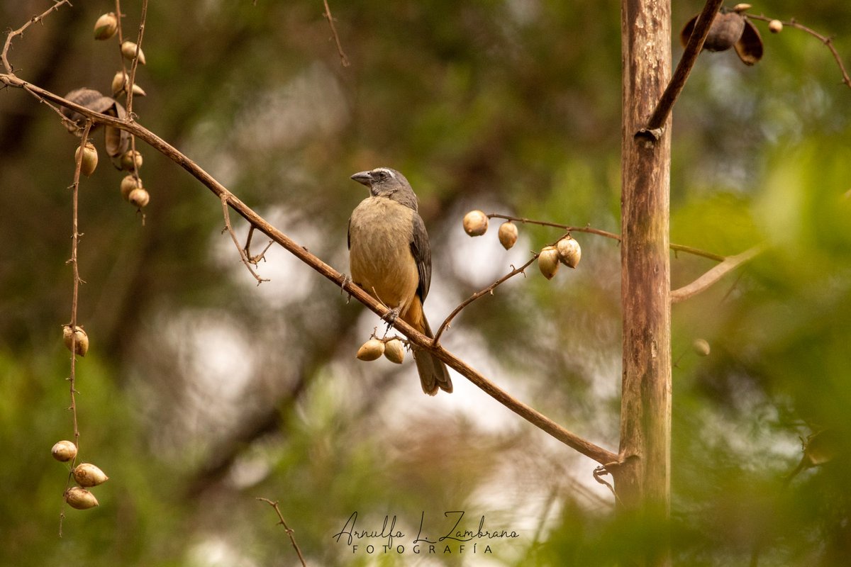 arnulfolz's tweet photo. Pájaro bastante común, aunque a veces tímido, que habita en tierras bajas tropicales tanto en zonas secas como húmedas al norte de Sudamérica.
@arnulfolzam

Saltador Gris Mesoamericano
Saltator grandis

#indebiodiverso
#oaxacabiodiverso https://t.co/BBFLvD5q4q