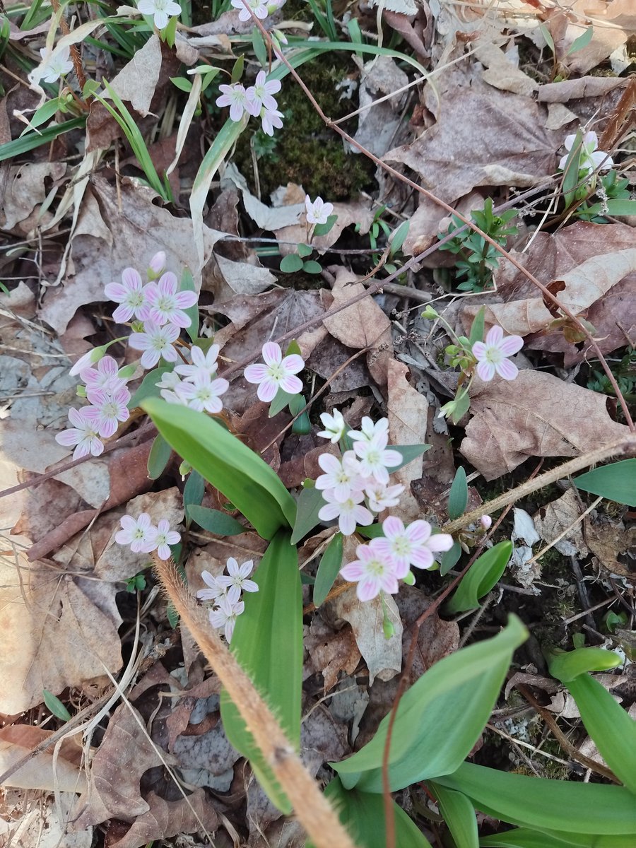 FemPresForester's tweet photo. HAPPY EARTH DAY!! Pick up trash, hug a tree, smile at clouds, and boop a flower today 🌍💚🌎💙🌏 https://t.co/UAUUrTkaO8