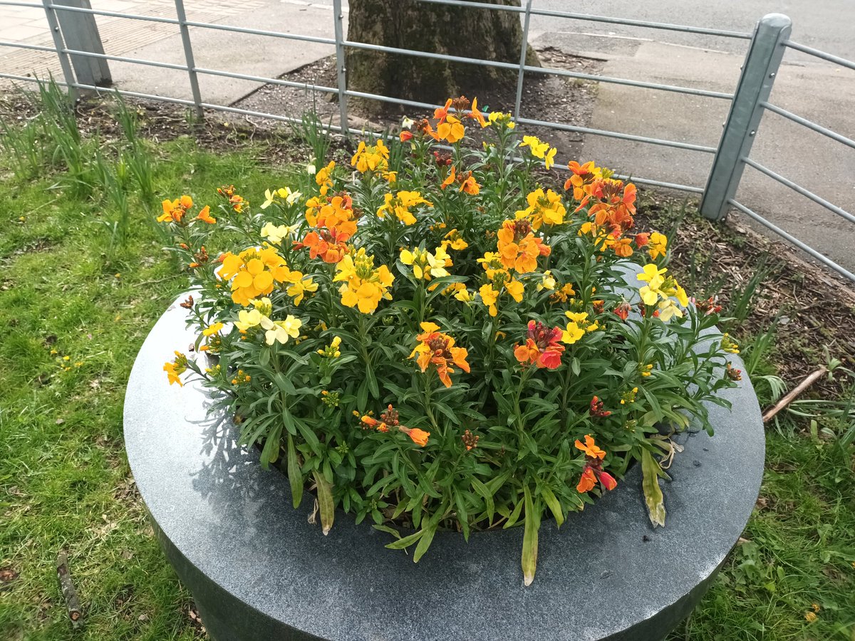 acocksgreenpark's tweet photo. Another huge thanks to @CoftonNursery for donating the last of their leftover wallflowers &amp; bellis to replace the bedding plants stolen from our new planters. A shopping trolley dumped in @acocksgreenpark was also v useful for the replanting! #generosity #community #greenspaces https://t.co/WKtmxvDQNY