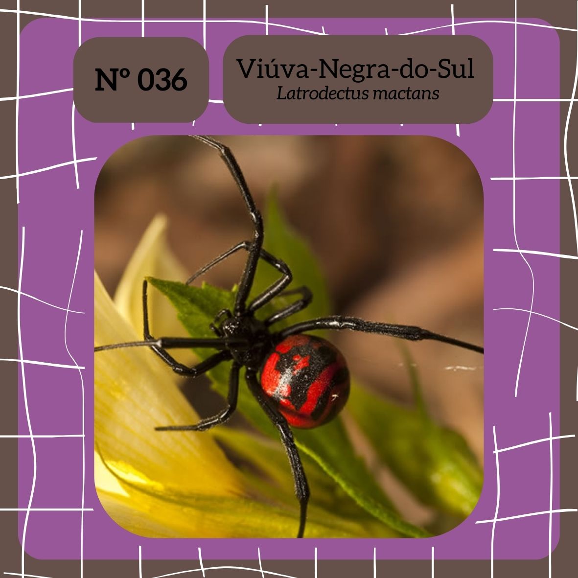 biodex_l's tweet photo. Viúva-Negra-do-Sul (Latrodectus mactans)

◾ No universo Pokémon, este organismo seria do tipo: Veneno 🟣| Sombrio ⚫

#biologia #natureza #ciencia #bio #meioambiente #ecologia #biodiversidade #zoologia #botanica #animais #biologo #pokemon #animalia #latrodectusmactans https://t.co/6IVW1PvIIc