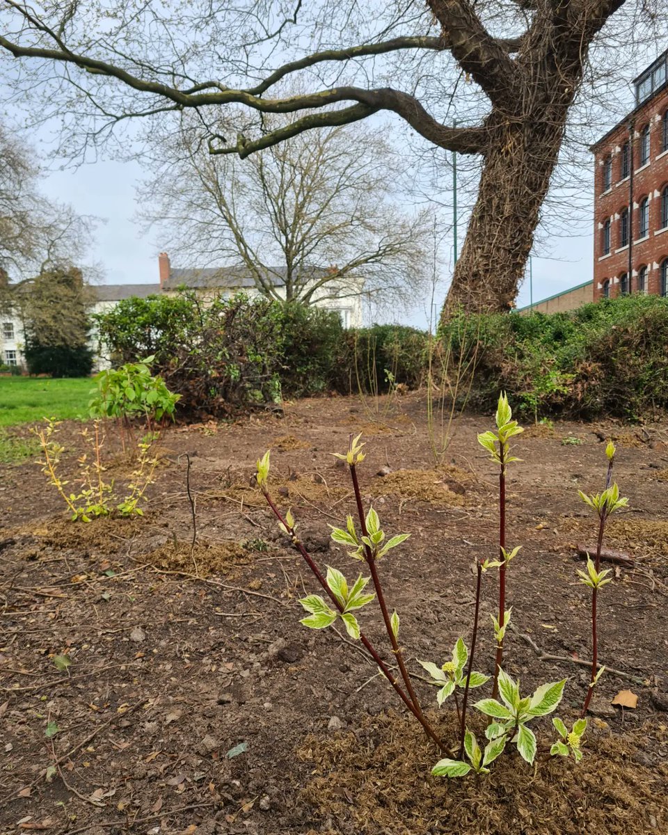 Greenhustlefest's tweet photo. Happy Earth Day humans.. and other beautiful creatures
Loads of new trees and shrubs getting planted at Sneinton Market, Victoria Park and Barker Gate Rest Garden. Plus a few thousand wildflower seeds out via Nottingham Green Guardians 🪱🌱 https://t.co/aU0qh0iOXb