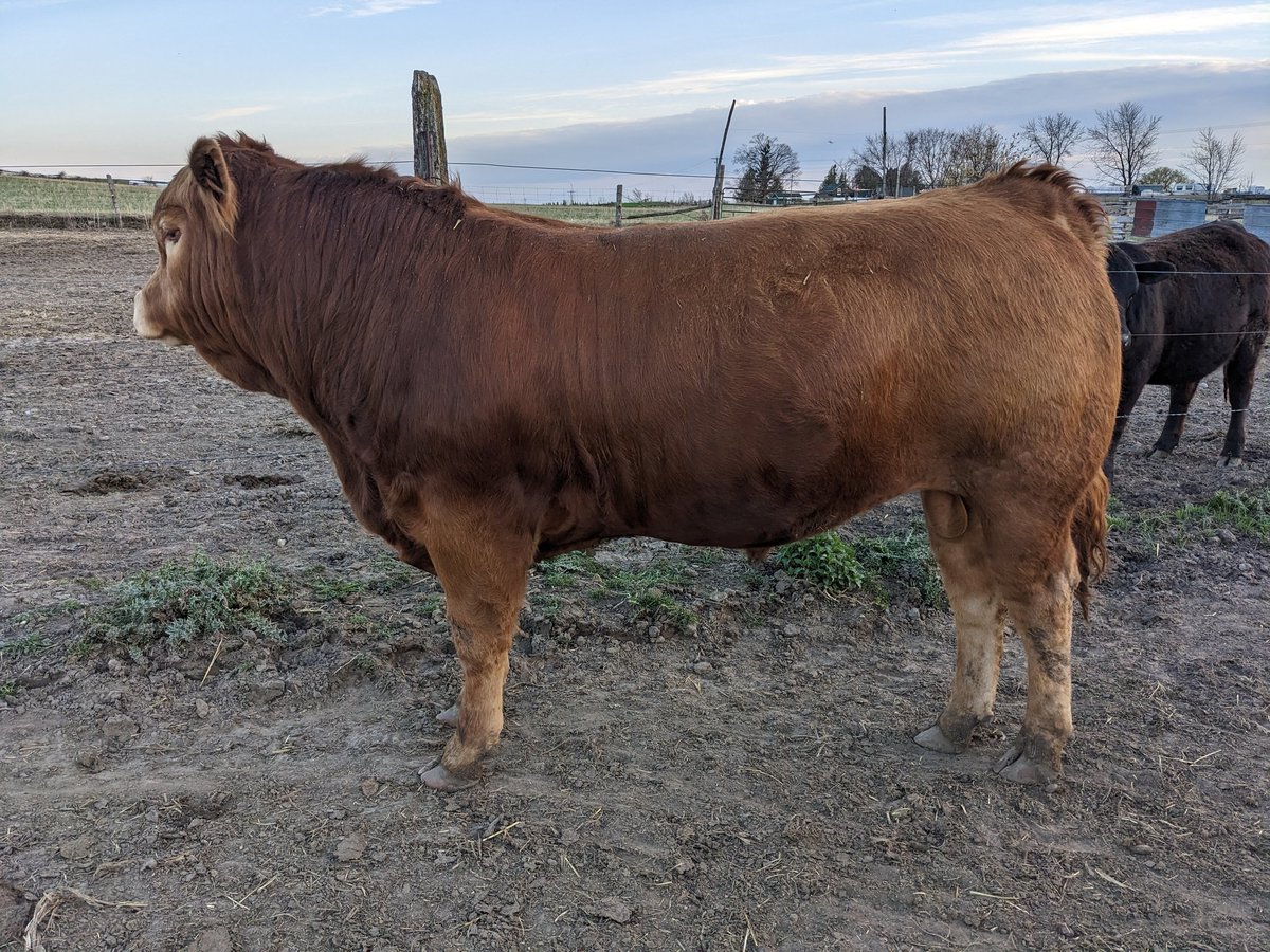 Registered purebred Limousin Bulls for sale. Calving ease, docile, semen tested.