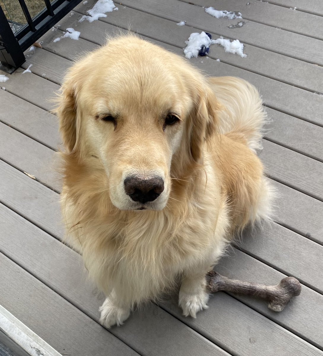 Some people wear their heart on their sleeve…I wear mine on my nose ❤️ #ozzy #goldenretriever #DogsofTwittter #SaturdayVibes
