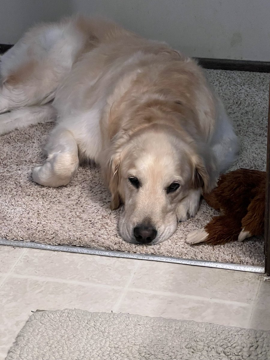 I tried telling <a href="/WonderdogHenry/">Henry the Wonderdog</a> that I can be in the bathroom by myself…I appreciate you wanting to be with me, but I got this!😂 Kidding aside, I’m deeply thankful for him. I love seeing peoples faces light up when they see him &amp; how he helps them! #therapydog #goldenretriever