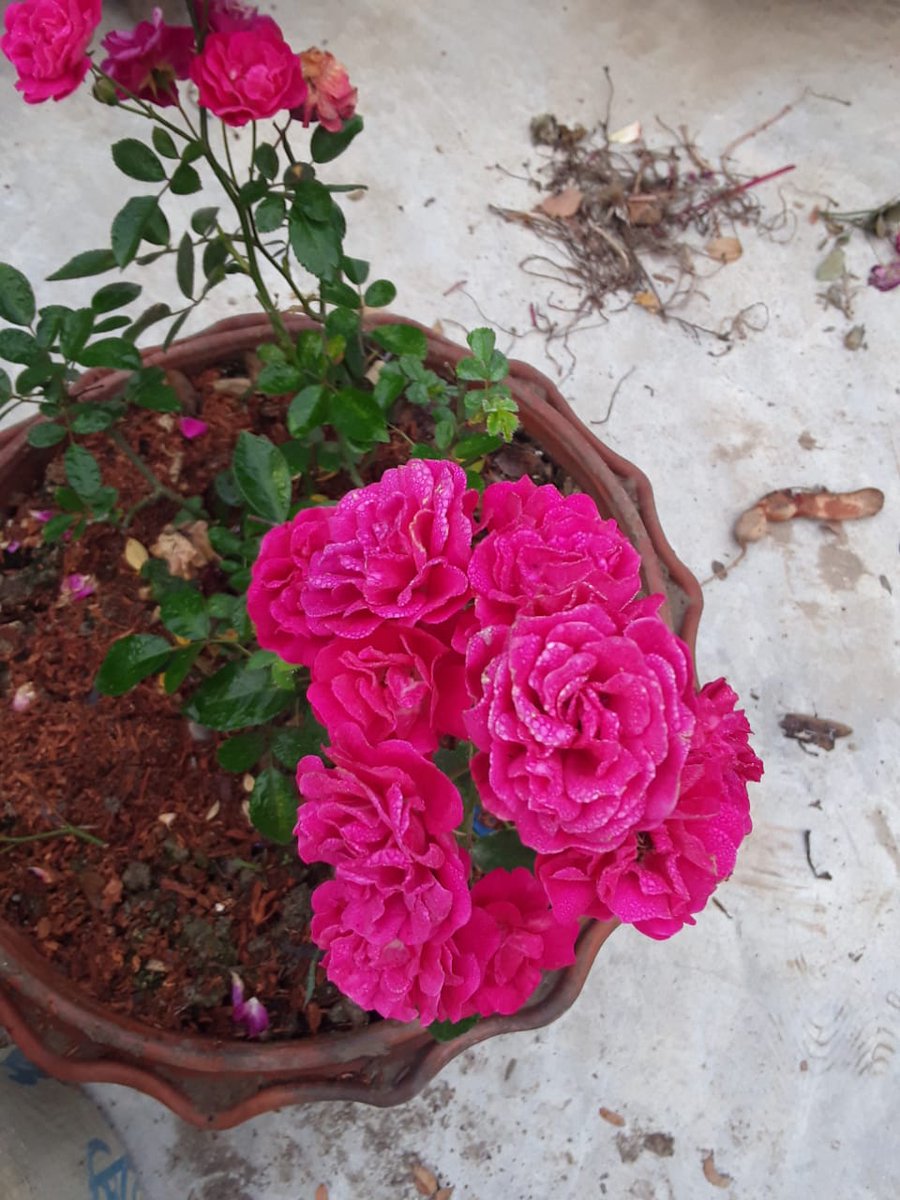 smrokon91's tweet photo. Beautiful rose flowers in my garden.
#ROSE #ElonMusk #DutyAfterSchool #Spotify # https://t.co/NhpTqAWA7g