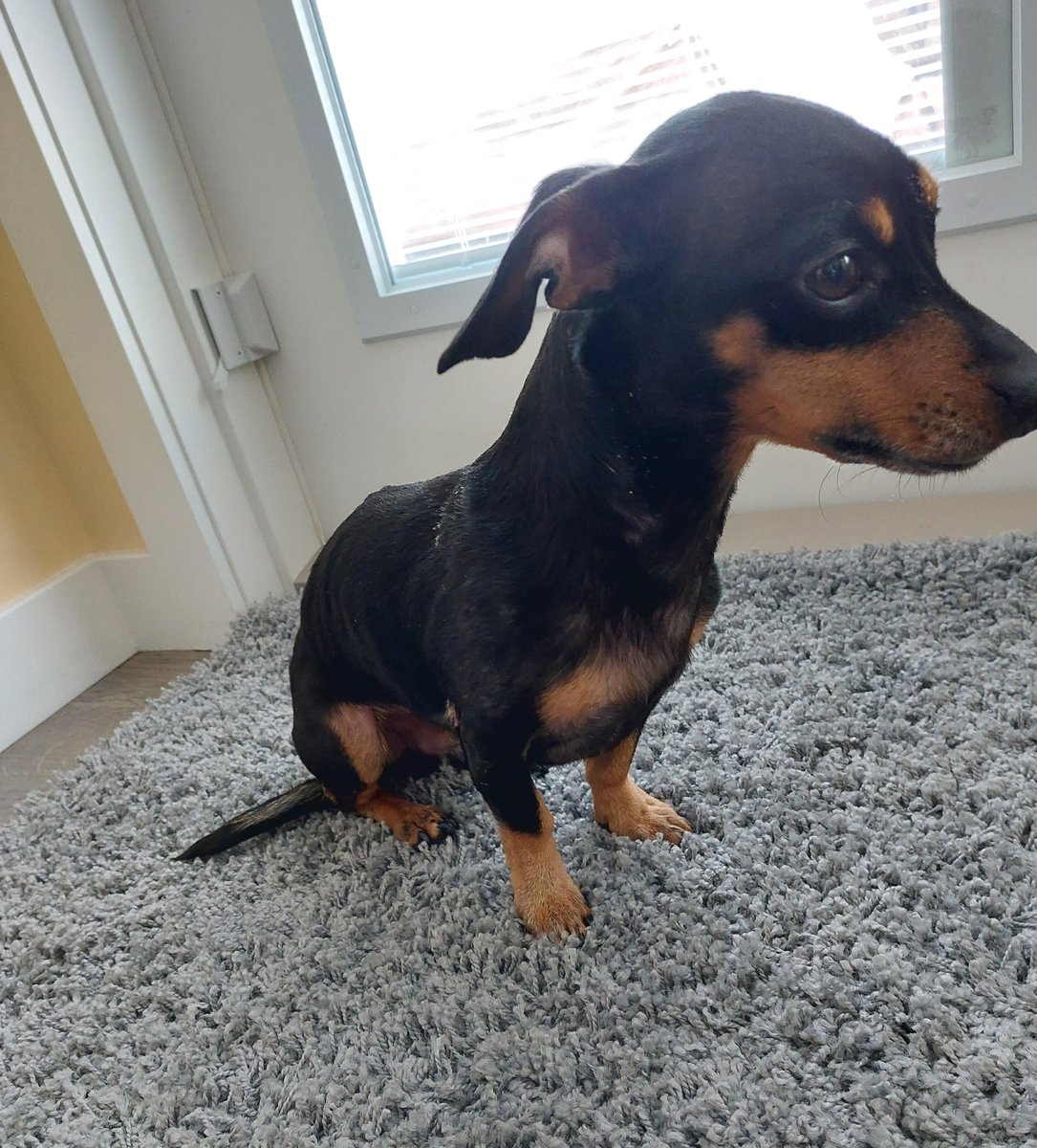 JosephinetheCh1's tweet photo. Friends, it's Baxter here.

My sister,  Josephine, is doing poorly. She is confused and is moving slowly.  Maybe she is in pain. Is it her teeth, her joints or her muscles?  Maybe all of that.

She sees the vet on Tuesday.  

We just want her to have quality of life.😟 https://t.co/Epe5sSye1r