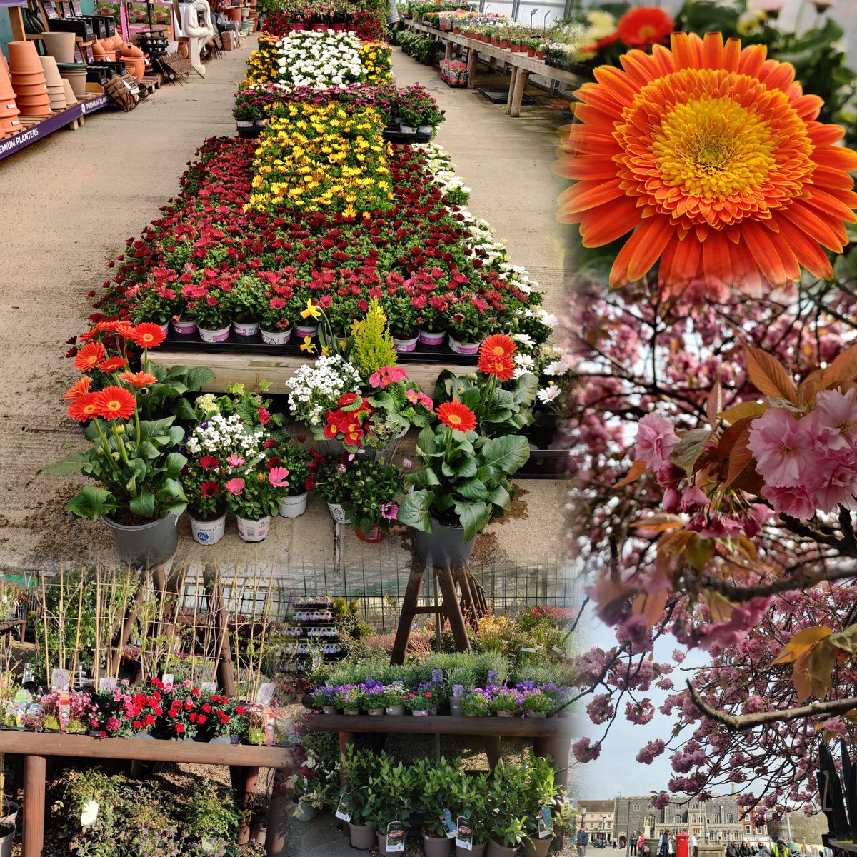IsabelJ67932010's tweet photo. Spring colour in Tasburgh at Foundry Plant Centre. A tapestry of Osteospermums and Gerberas in the entrance tunnel and displays of alpines, dianthus and lavender in the plant centre @Foundryplant. Cherry blossom in Norwich before Radio Norfolk's The Garden Party. #sixonsaturday https://t.co/G9AEWFFWkd