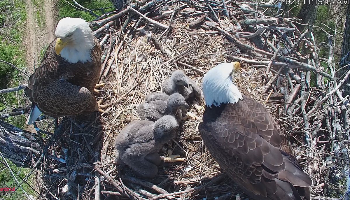 fccincinnati's tweet photo. Introducing Obi the Eagle! 🤩

The Cardinal Land Conservancy in Milford named one of their three new eaglets in honor of our Nigerian DP Obi Nwobodo. Nigeria's national soccer team is nicknamed the Super Eagles. https://t.co/XupHhQAdSZ
