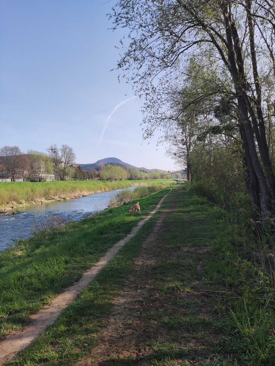DeankoGolden's tweet photo. #morningwalks #dogs #DogLover #outdoors #weekendvibes #spring https://t.co/U4D7kWeCYF