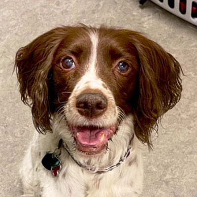 GhiaLife's tweet photo. #NewProfilePic2023 My beloved working ESS cancer warrior, “Little G”. 
(New Twitter handle as well but still just the same ol’ me ~ W) https://t.co/kSgdW0nApd