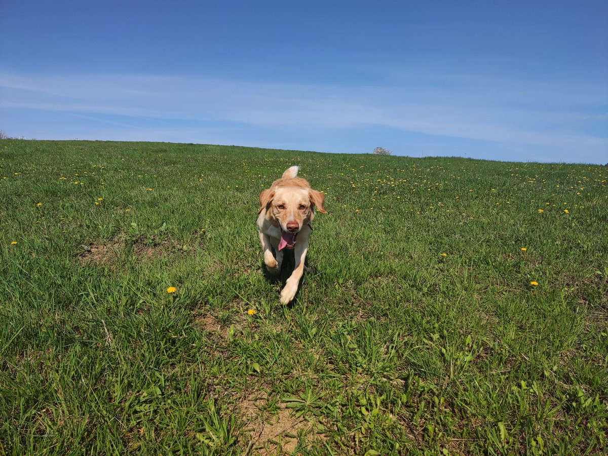 DeankoGolden's tweet photo. #morningwalks #dogs #DogLover #outdoors #weekendvibes #spring https://t.co/U4D7kWeCYF