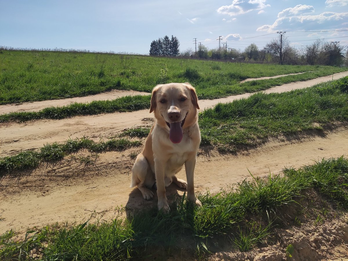 DeankoGolden's tweet photo. #morningwalks #dogs #DogLover #outdoors #weekendvibes #spring https://t.co/U4D7kWeCYF