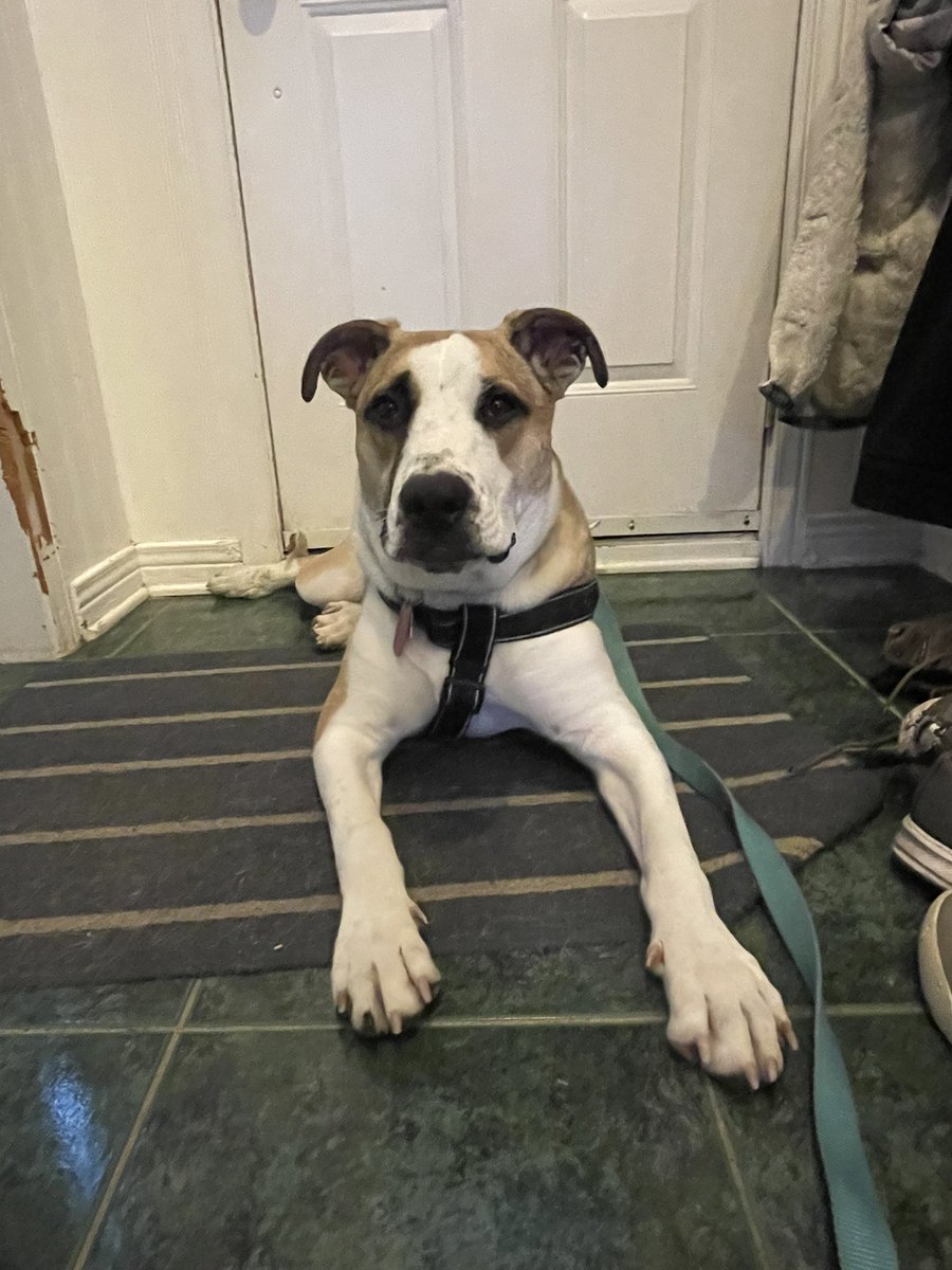 thedogOpus's tweet photo. I am off to meet grandma and grandpa for the first time! Hope they like me! #dogsoftwitter #dogs #RescueDogs https://t.co/TcCVH8fosg
