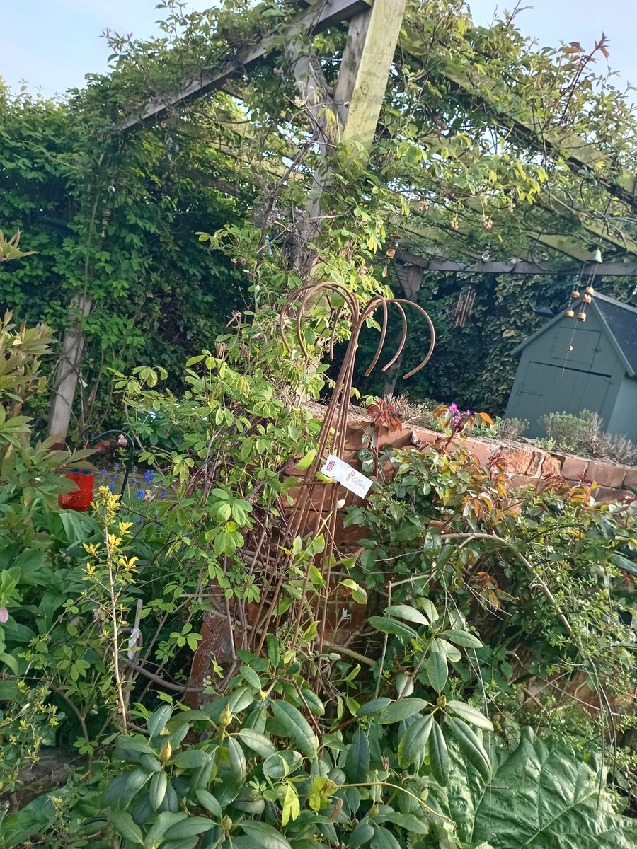 Didn't get tempted with any plant purchases today as t <a href="/HarrogateFlower/">HarrogateFlowerShow</a> but did come away with an unexpected drunken obelisk thank you Tina Lord <a href="/plantsupportsuk/">Plant Supports UK</a> 💕