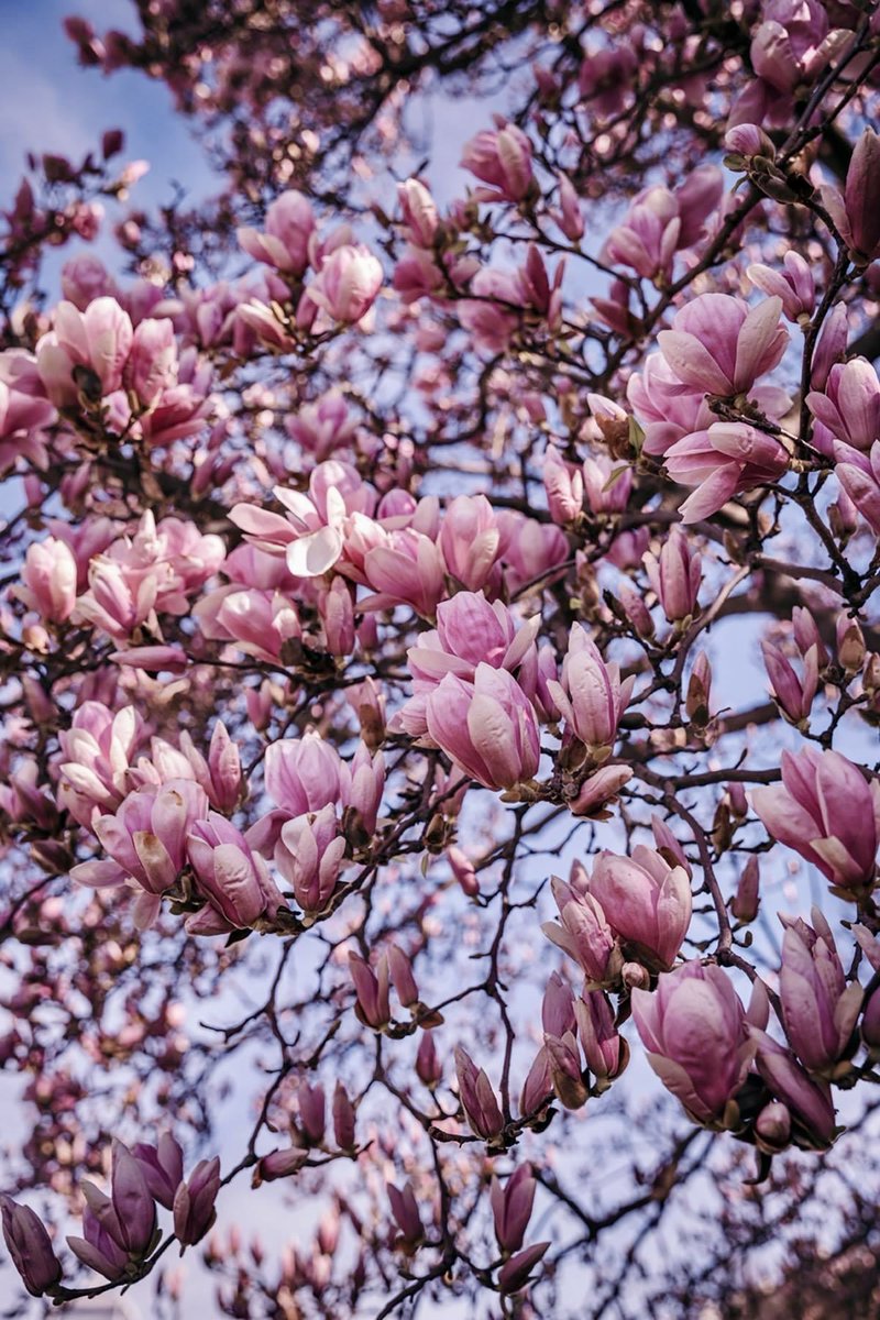 lili_basic's tweet photo. Happy Earth Day! 🌿 4 seasons in 4 images, which one is your favourite? 

#EarthDay #HappyEarthDay #nature #naturelovers #naturephotography #photography #photographylovers https://t.co/uoOgCrfP6l