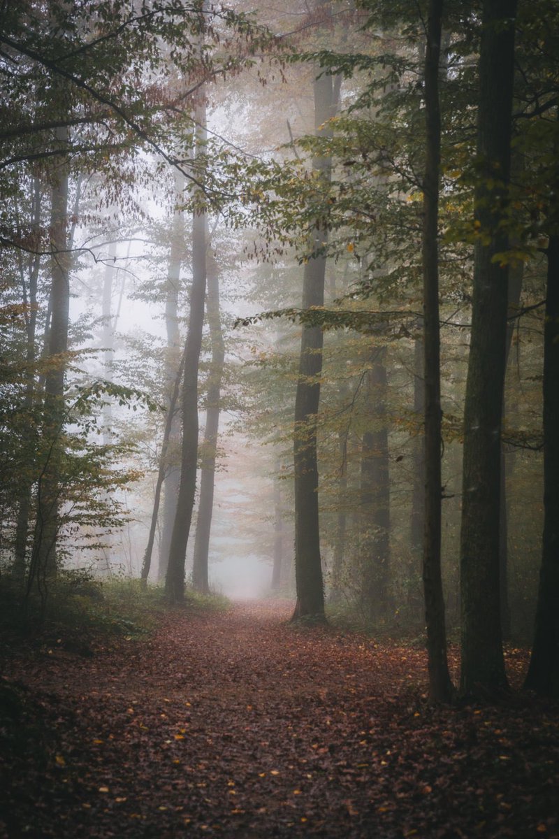 lili_basic's tweet photo. Happy Earth Day! 🌿 4 seasons in 4 images, which one is your favourite? 

#EarthDay #HappyEarthDay #nature #naturelovers #naturephotography #photography #photographylovers https://t.co/uoOgCrfP6l