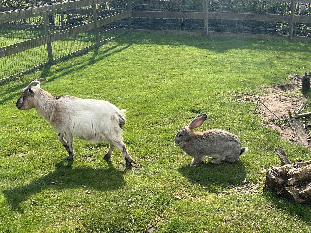 phillipoKneen's tweet photo. As if giant rabbits aren’t already terrifying, here’s a giant rabbit with one ear…probably lost it winning a fight with a grizzly bear.

Hello, night terrors 😫

 #rabbit #giantrabbit https://t.co/aTTbyqveXs