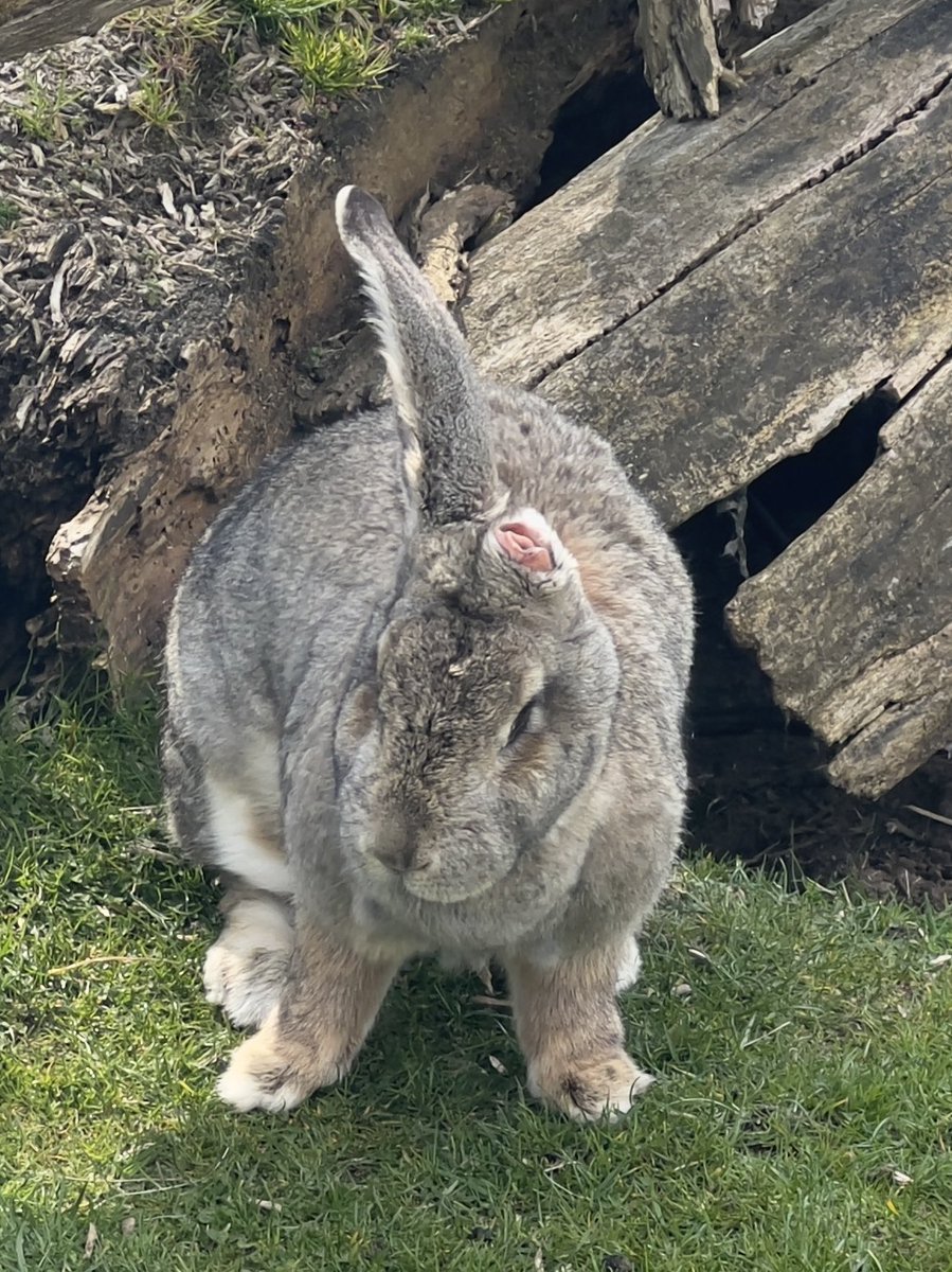 phillipoKneen's tweet photo. As if giant rabbits aren’t already terrifying, here’s a giant rabbit with one ear…probably lost it winning a fight with a grizzly bear.

Hello, night terrors 😫

 #rabbit #giantrabbit https://t.co/aTTbyqveXs
