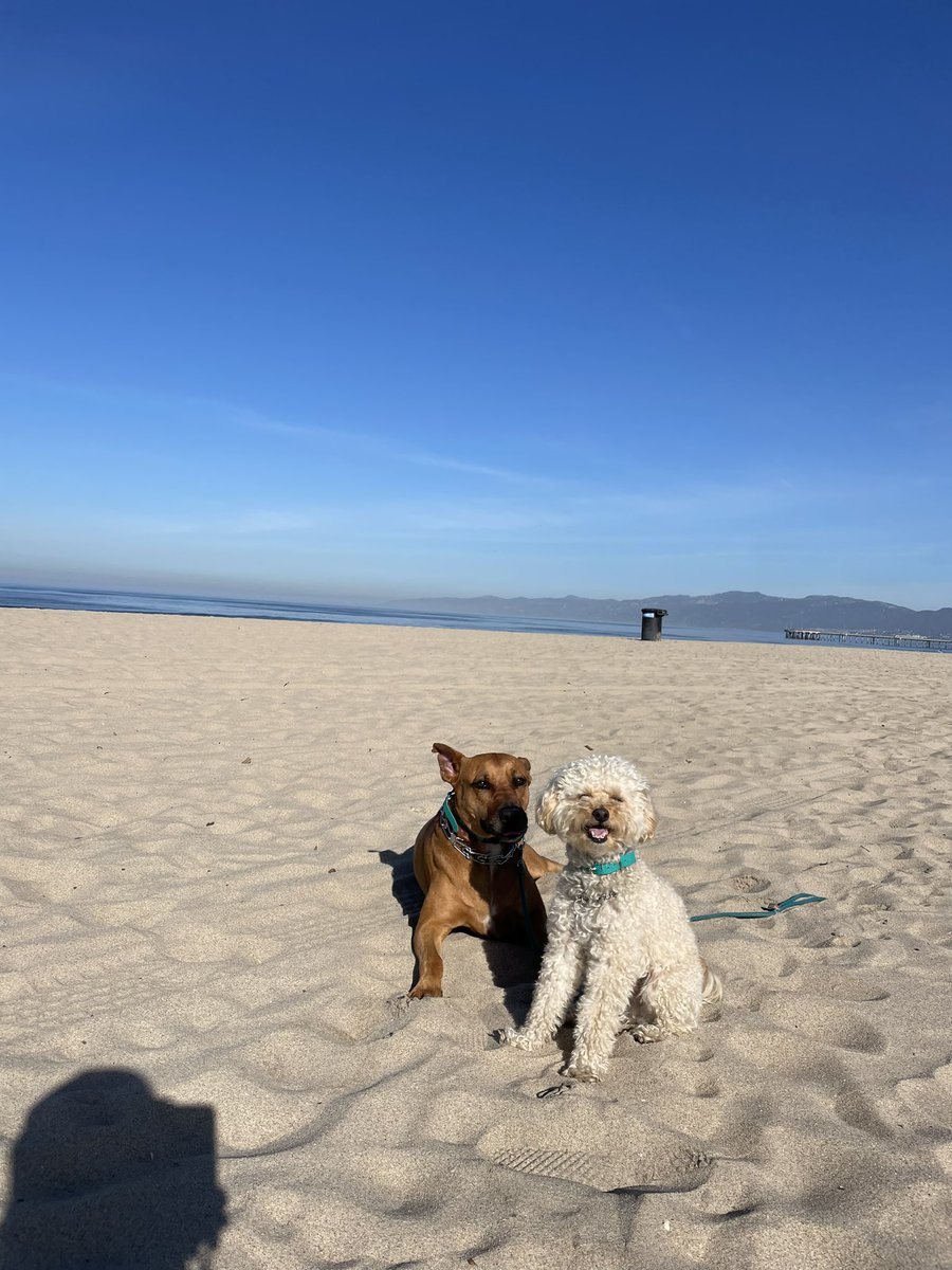 WillysClubhouse's tweet photo. Beach days are the best days 🏖️ https://t.co/TUZ7tswWJV
