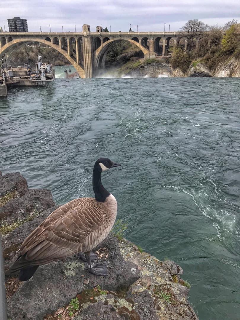 Happy #EarthDay! ❤️

#Spokane #spokanewashington #spokanewa #river #spokaneriver #earthday2023